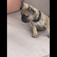 French Bulldog - Dogs