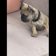 French Bulldog - Dogs