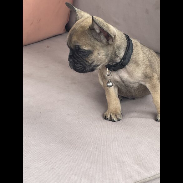 French Bulldog - Dogs