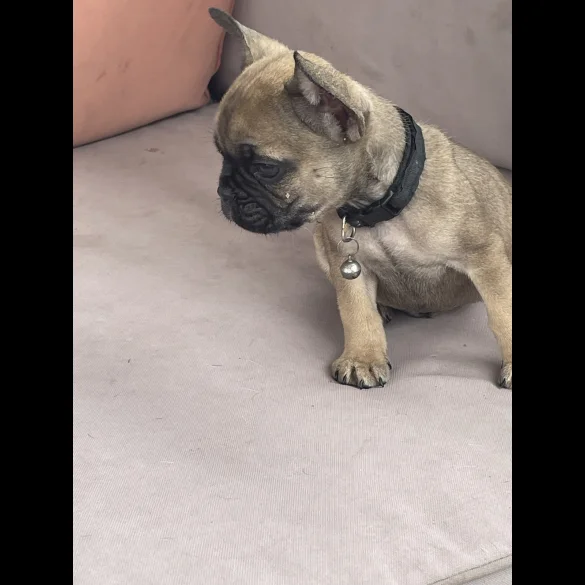 French Bulldog - Dogs