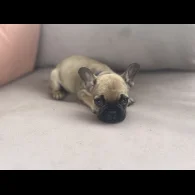 French Bulldog - Dogs