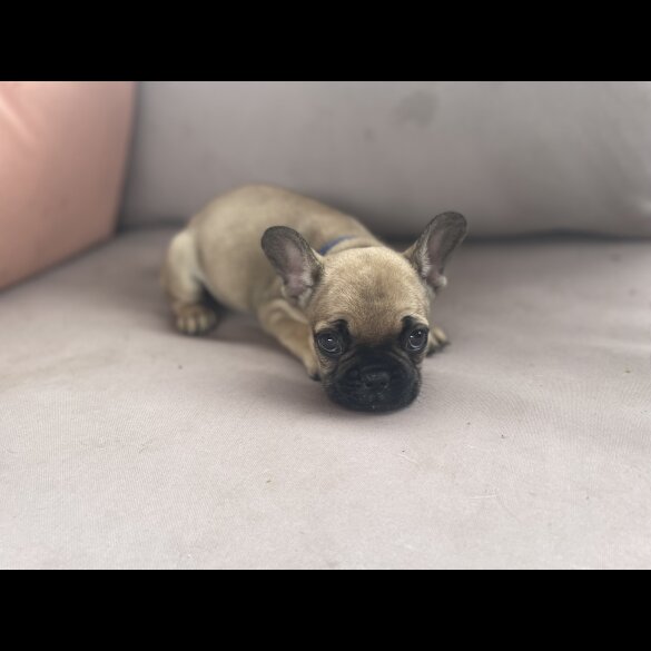 French Bulldog - Dogs
