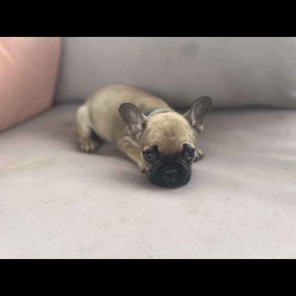French Bulldog - Dogs
