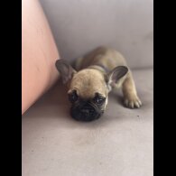 French Bulldog - Dogs