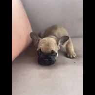 French Bulldog - Dogs