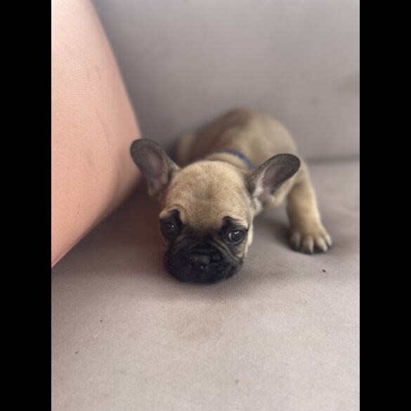 French Bulldog - Dogs