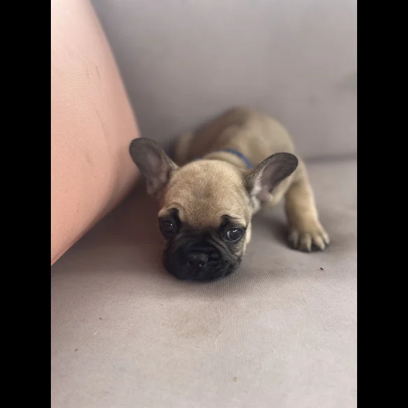 French Bulldog - Dogs