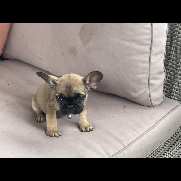 French Bulldog - Dogs