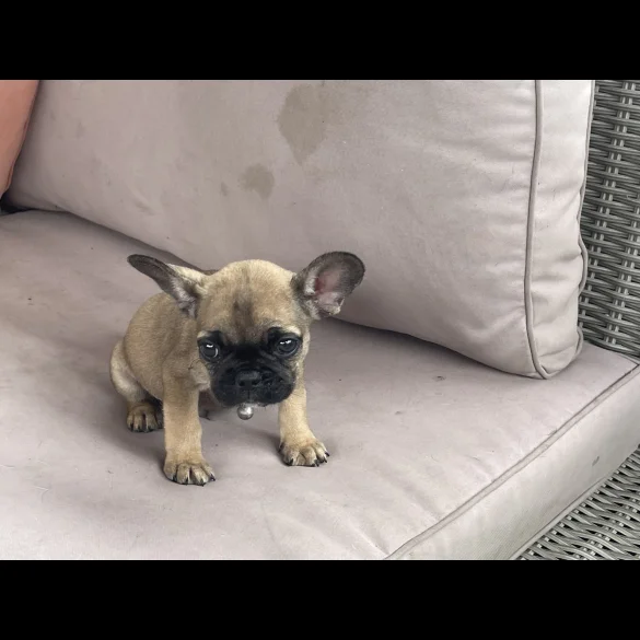 French Bulldog - Dogs