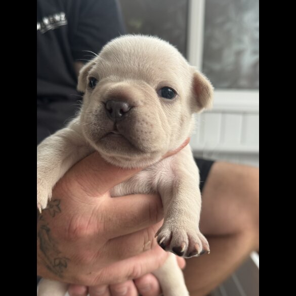 French Bulldog - Both