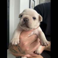 French Bulldog - Both