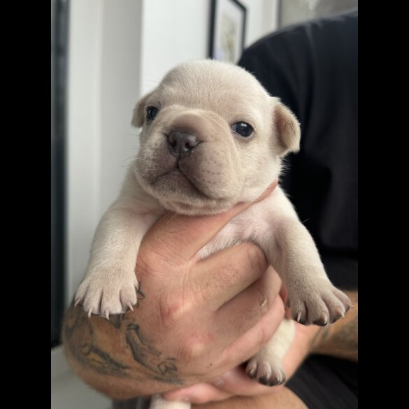 French Bulldog - Both