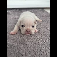 French Bulldog - Both