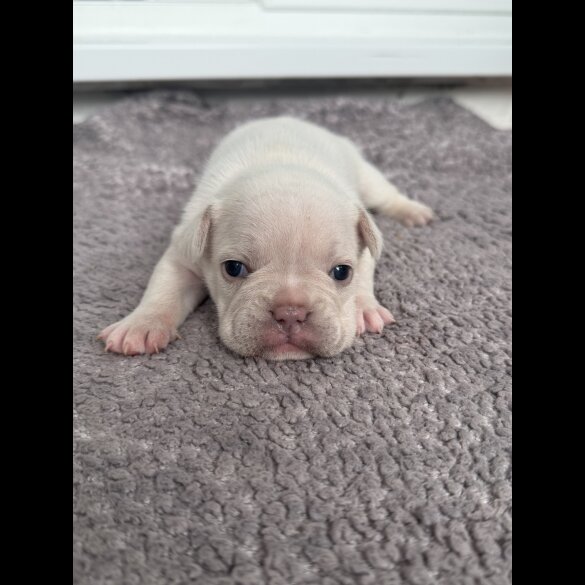 French Bulldog - Both