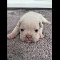 French Bulldog - Both