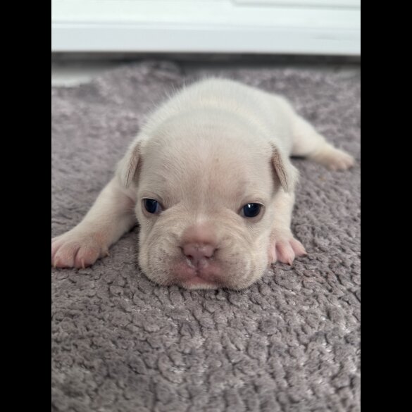 French Bulldog - Both