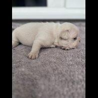French Bulldog - Both