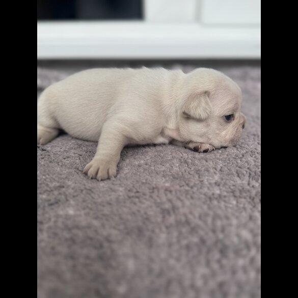 French Bulldog - Both