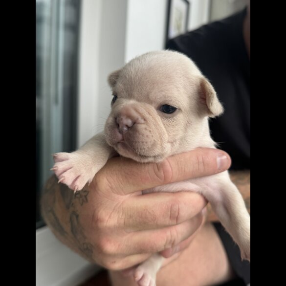 French Bulldog - Both