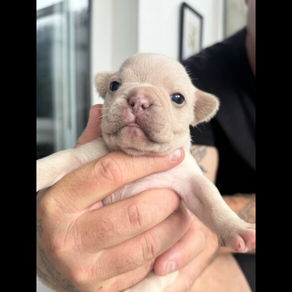 French Bulldog - Both