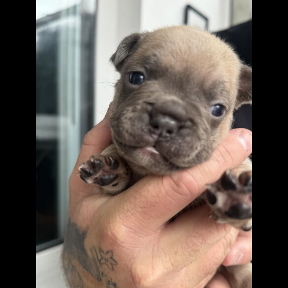French Bulldog - Both