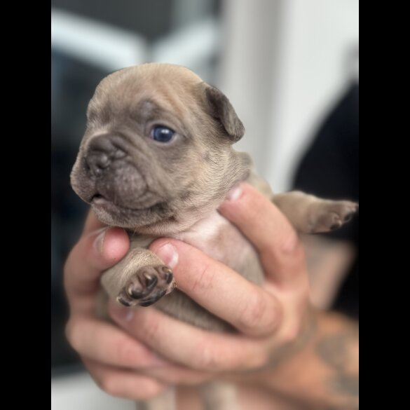 French Bulldog - Both