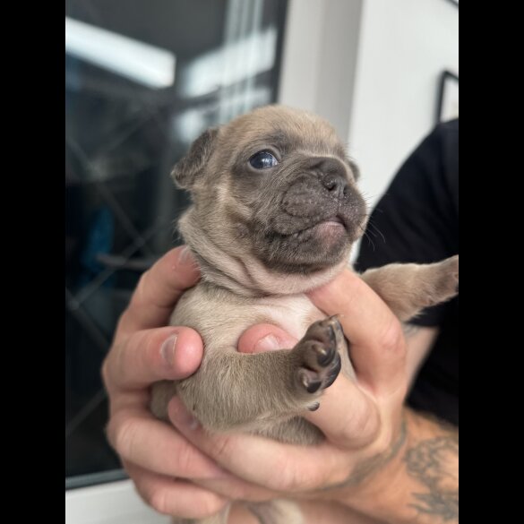 French Bulldog - Both