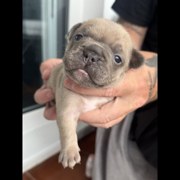 French Bulldog - Both