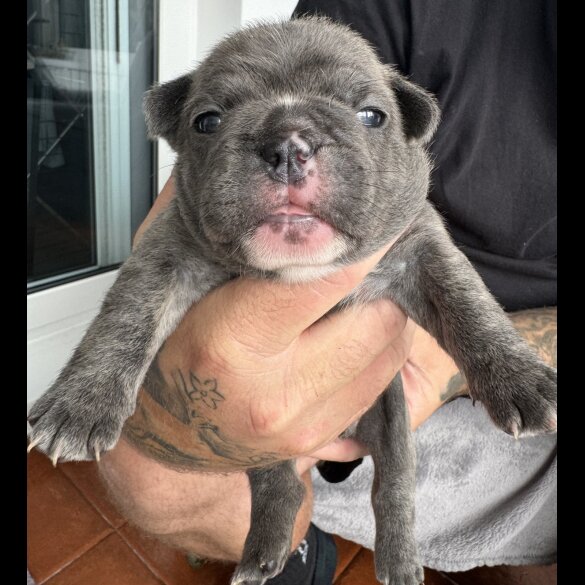 French Bulldog - Both