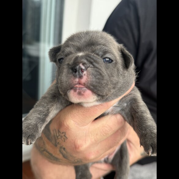 French Bulldog - Both