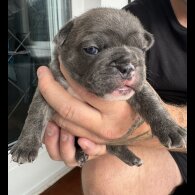 French Bulldog - Both