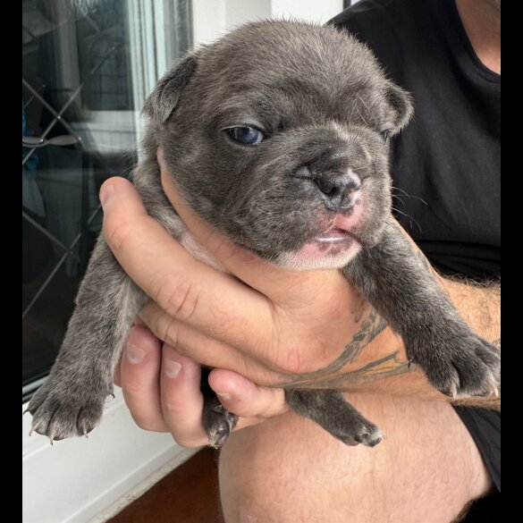 French Bulldog - Both