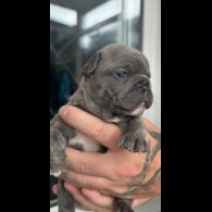 French Bulldog - Both
