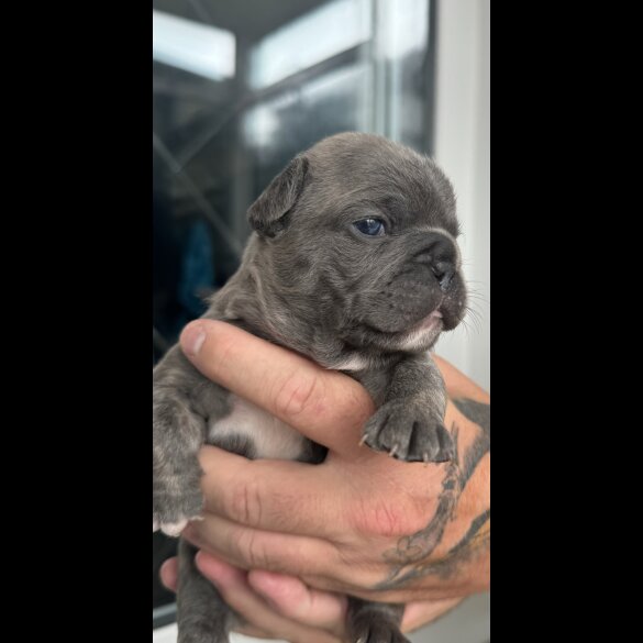 French Bulldog - Both