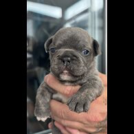 French Bulldog - Both