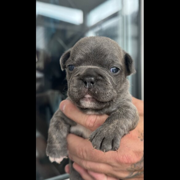 French Bulldog - Both