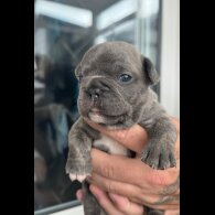 French Bulldog - Both