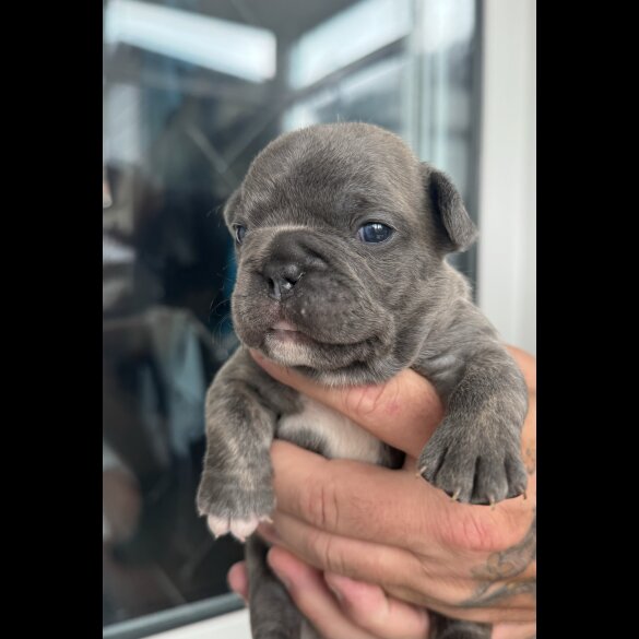 French Bulldog - Both