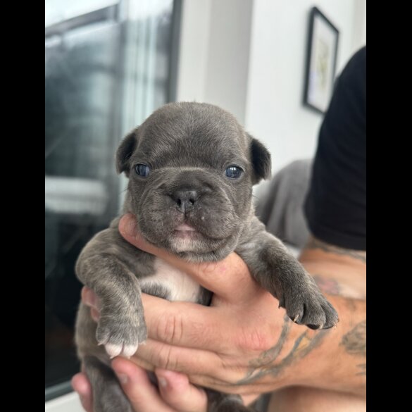 French Bulldog - Both