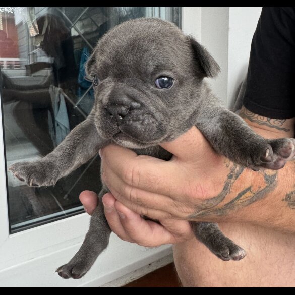French Bulldog - Both