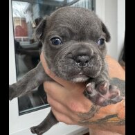 French Bulldog - Both
