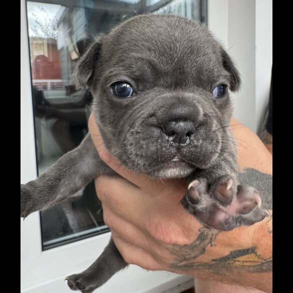 French Bulldog - Both