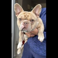 French Bulldog - Both