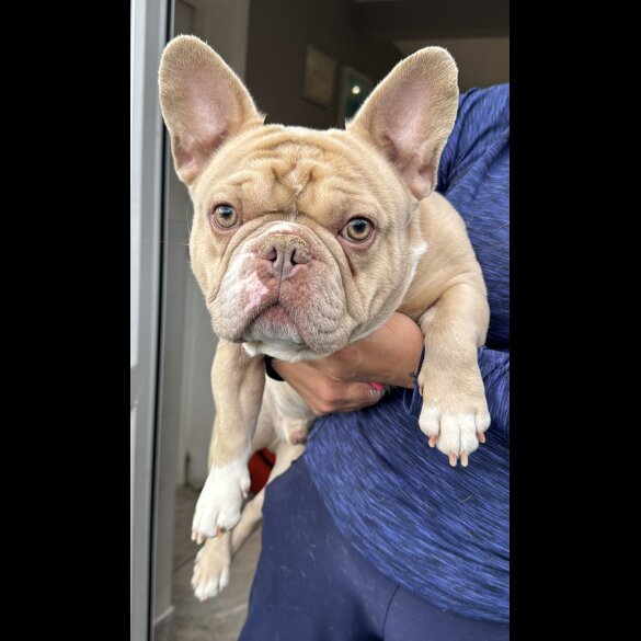 French Bulldog - Both