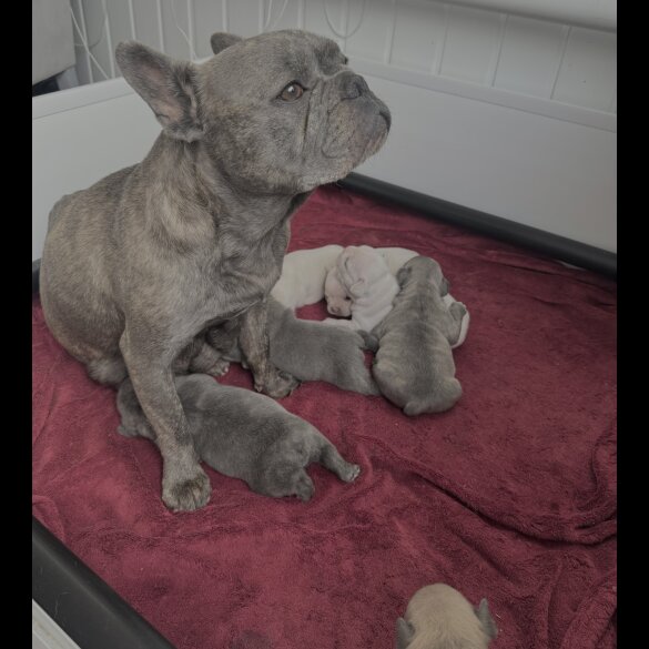 French Bulldog - Both