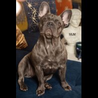French Bulldog - Both
