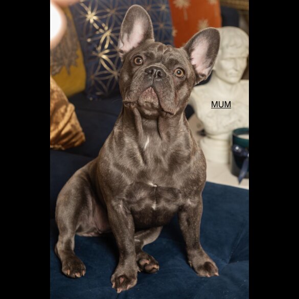 French Bulldog - Both