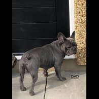 French Bulldog - Both