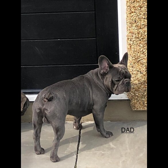 French Bulldog - Both