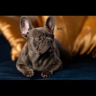 French Bulldog - Both